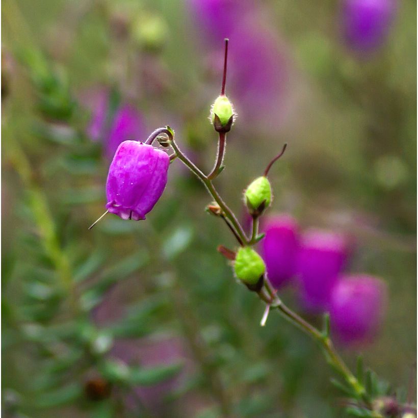 Irische Heide Purpurea - Daboecia cantabrica (Blüte)