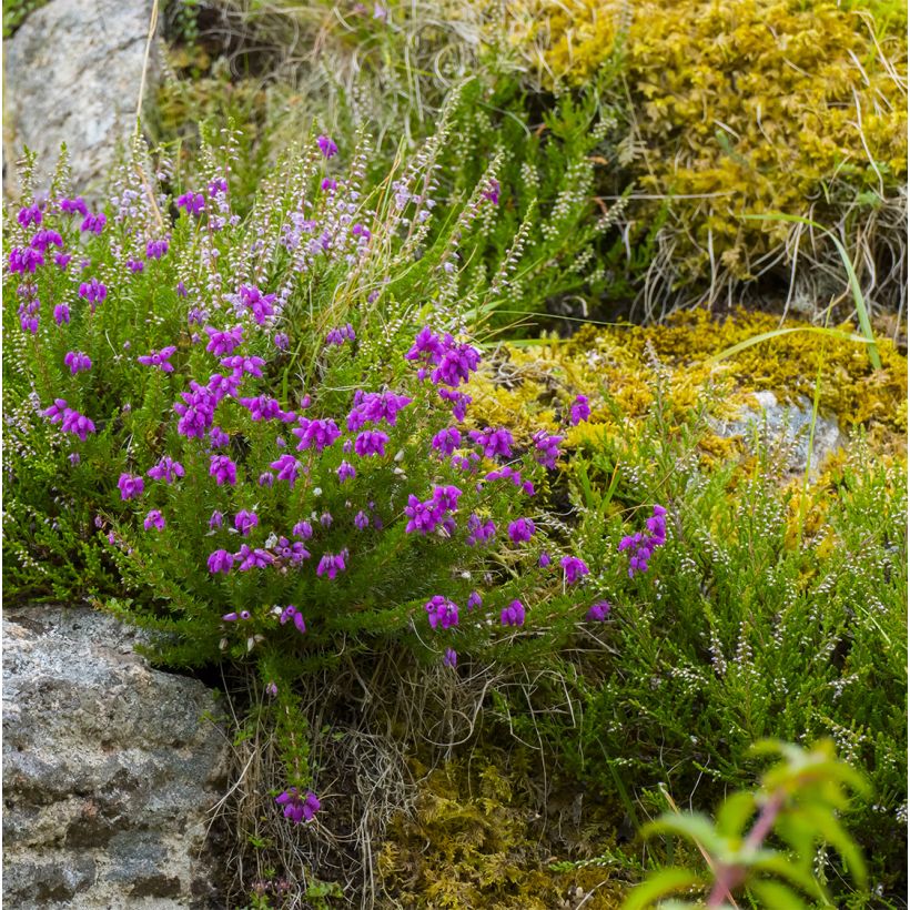 Irische Heide Purpurea - Daboecia cantabrica (Hafen)