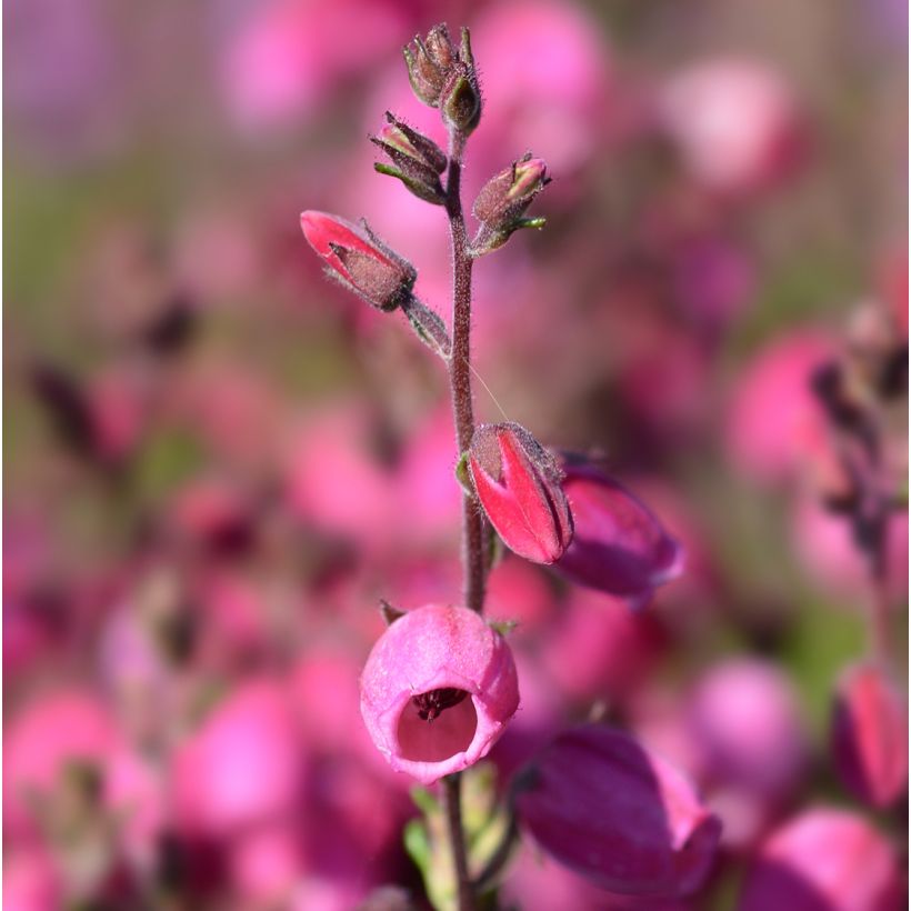 Irische Heide Waley's Red - Daboecia cantabrica (Blüte)