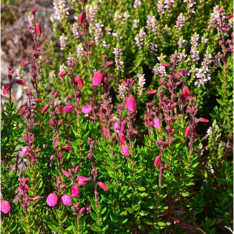 Irische Heide Waley's Red - Daboecia cantabrica (Hafen)