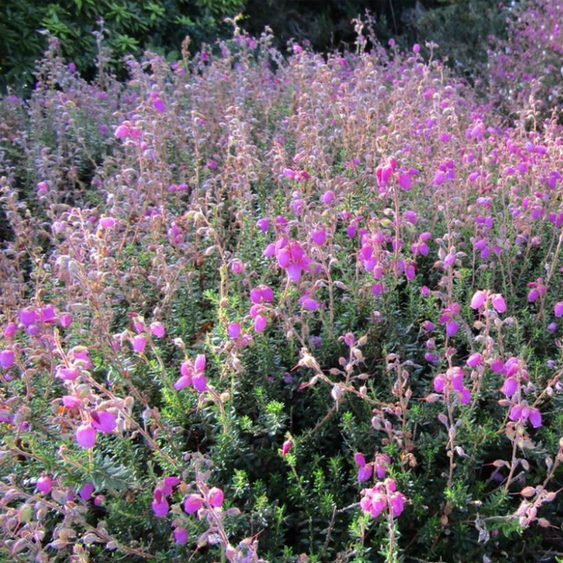 Daboecia scotica William Buchanan - Irische Glockenheide (Hafen)