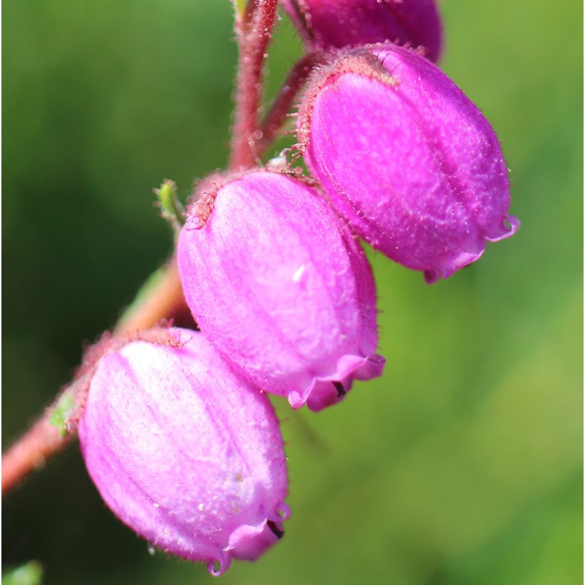 Daboecia scotica William Buchanan - Irische Glockenheide (Blüte)