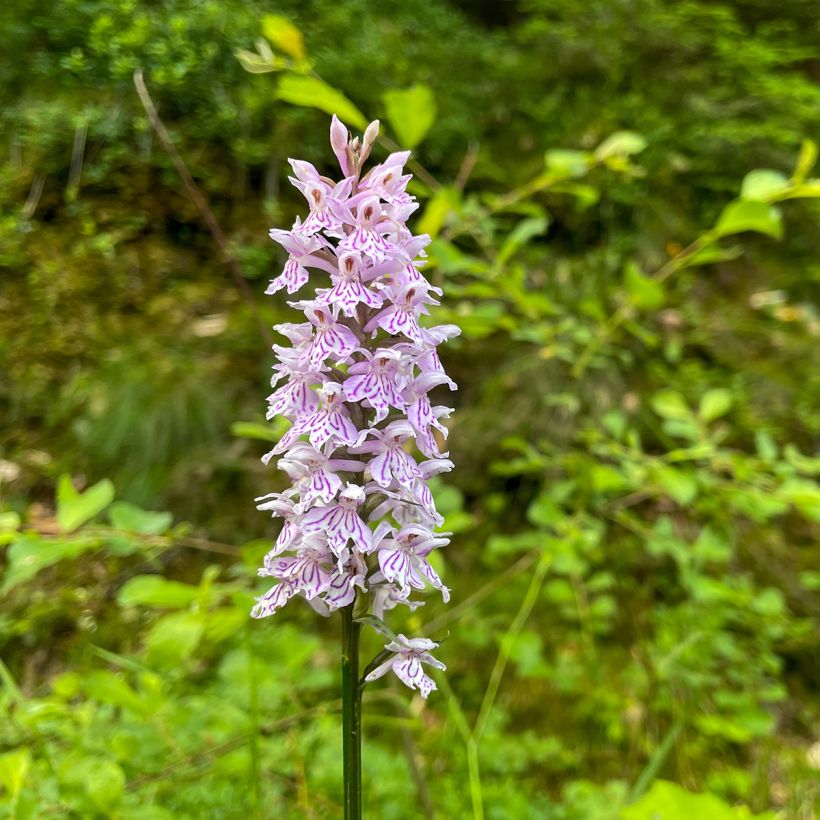 Dactylorhiza Estella - Knabenkraut (Blüte)