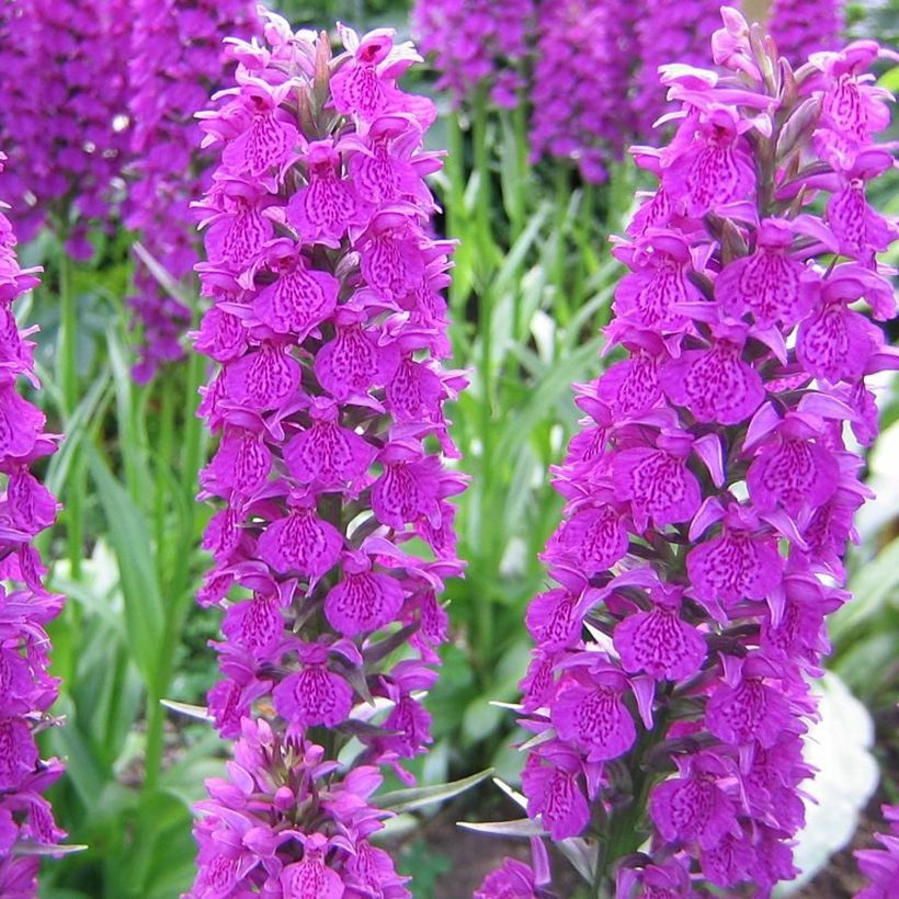 Dactylorhiza Foliorella - Knabenkraut (Blüte)