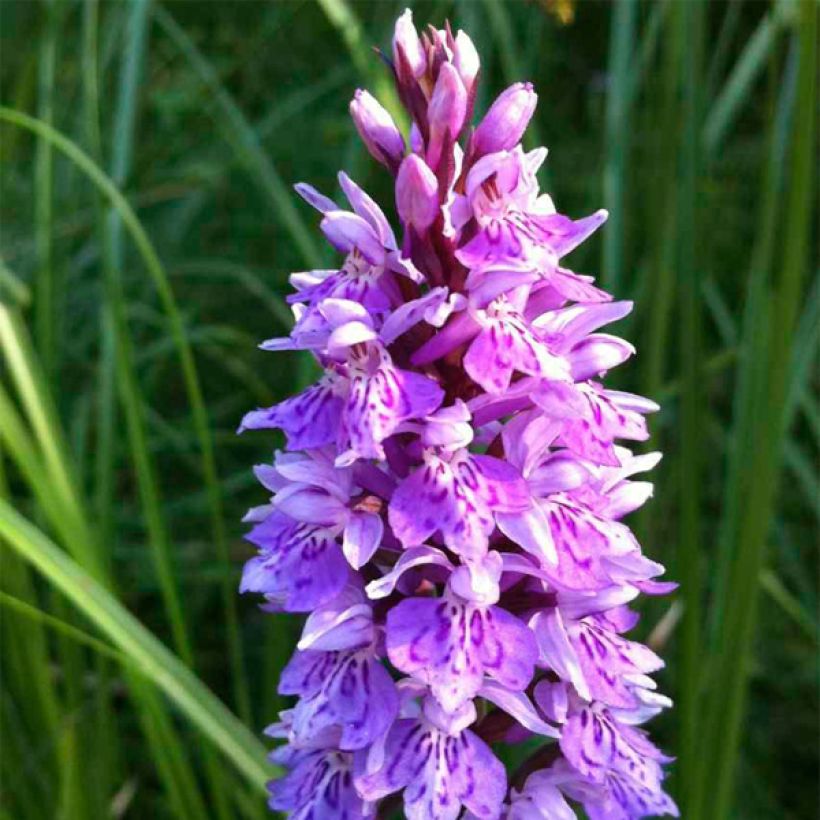 Dactylorhiza maculata - Knabenkraut (Blüte)