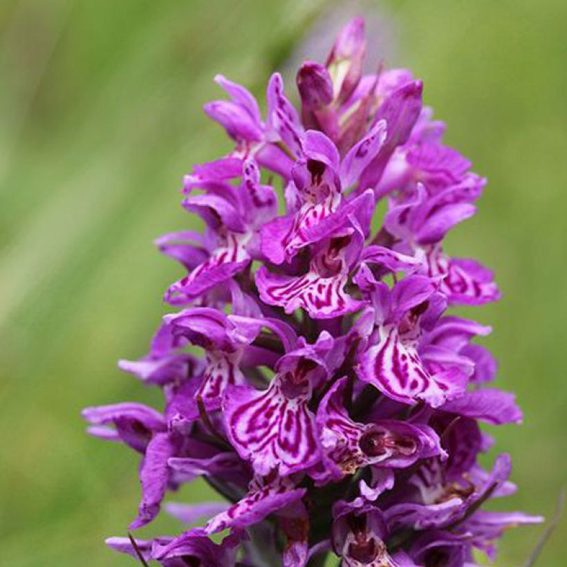 Dactylorhiza majalis - Knabenkraut (Blüte)