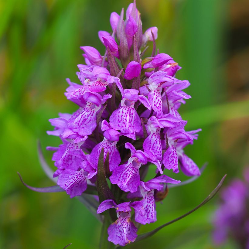 Dactylorhiza purpurella - Knabenkraut (Blüte)