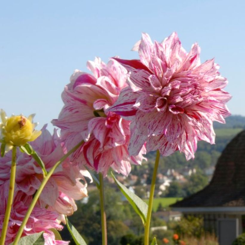 Schmuck-Dahlie Anatol (Blüte)