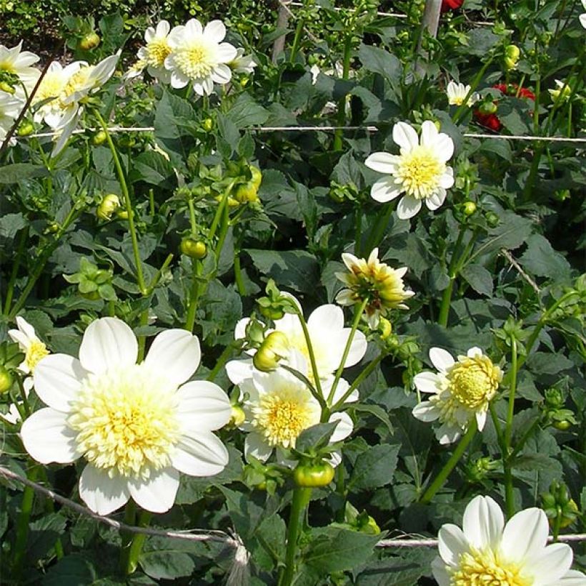 Anemonenblütige Dahlie Platinum Blonde (Blüte)