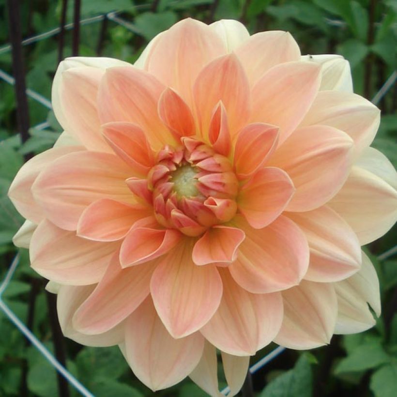 Dekorative Dahlie Apricot Desire (Blüte)