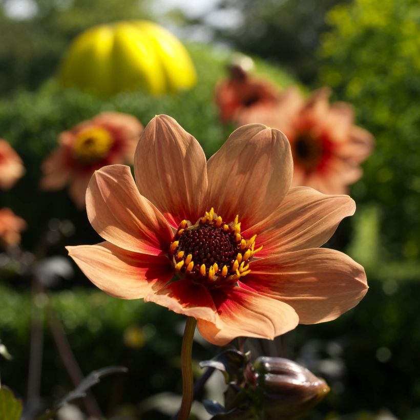 Dahlia Happy Single Date (Blüte)