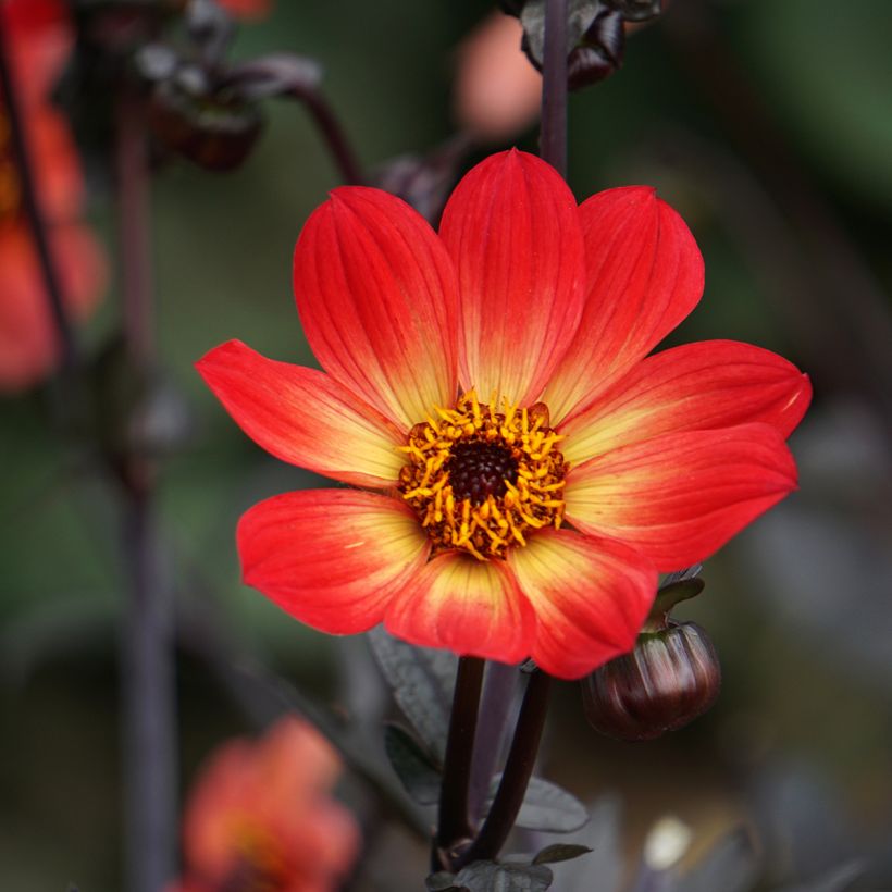 Dahlia Happy Single Flame (Blüte)