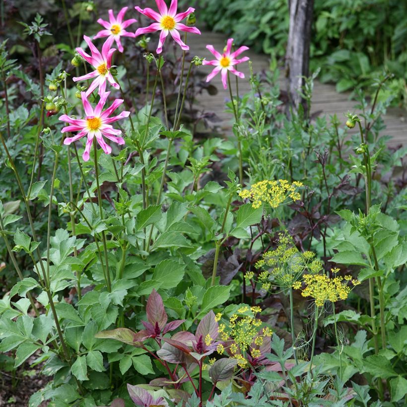 Stern-Dahlie Pink (Hafen)