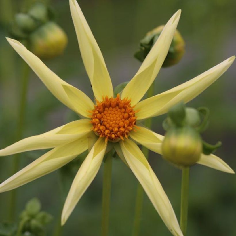 Stern-Dahlie Yellow (Blüte)