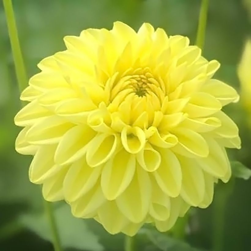 Pompon-Dahlie Golden Eye (Blüte)