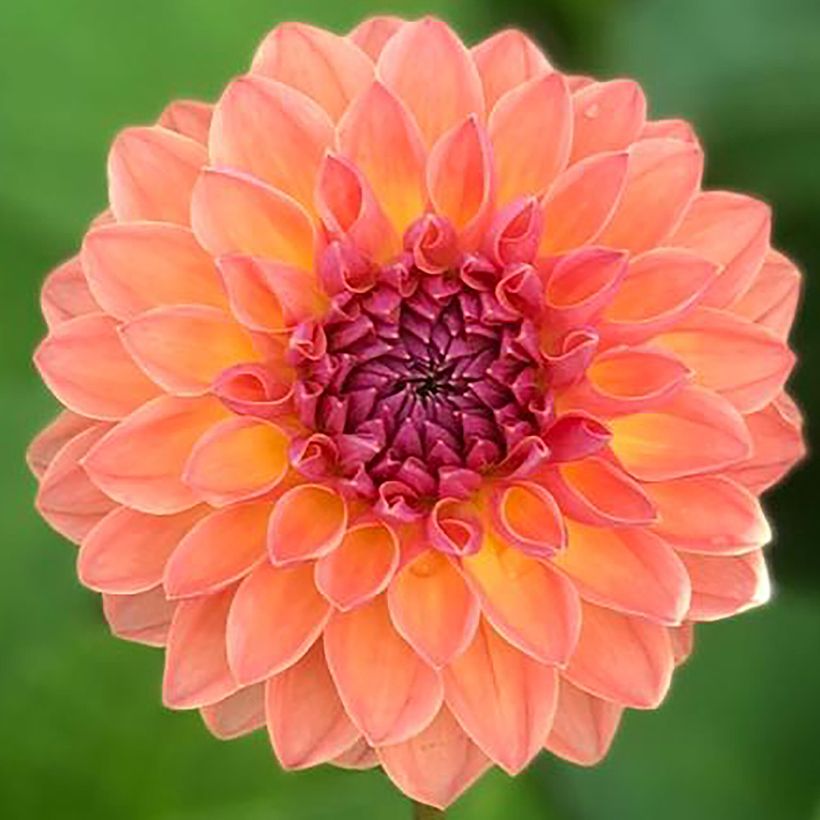 Pompon-Dahlie Orange Breeze (Blüte)