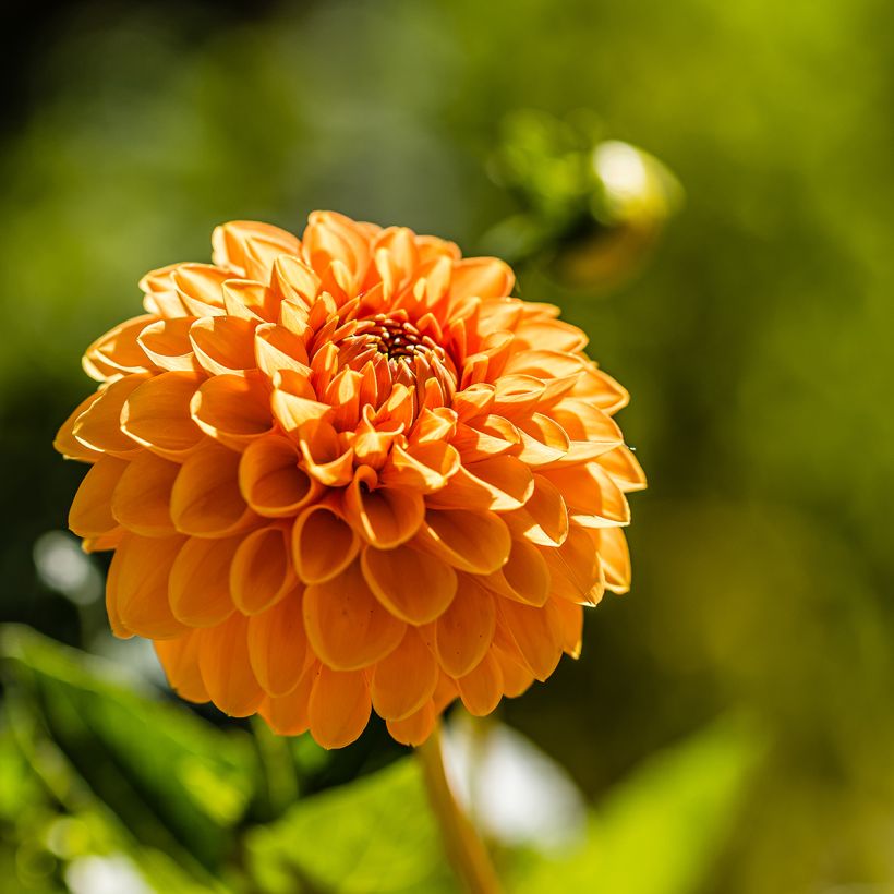 Pompon-Dahlie Sylvia (Blüte)