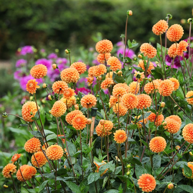 Pompon-Dahlie Sylvia (Hafen)