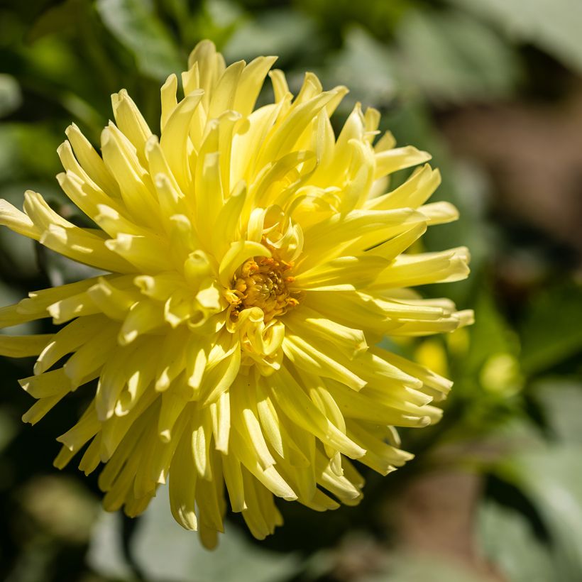 Kaktus-Dahlie Kennemerland (Blüte)