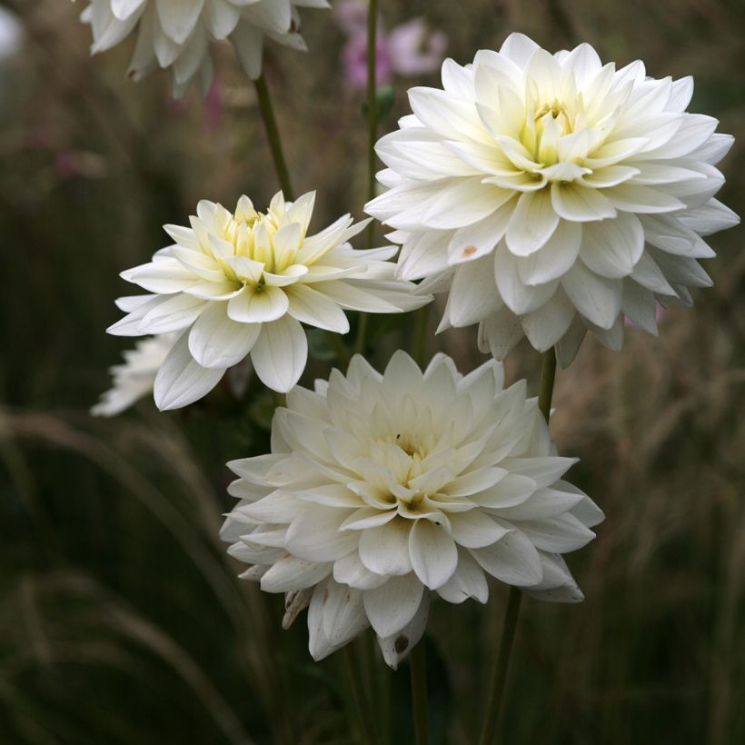 Dekorative Dahlie Peace Pact (Blüte)