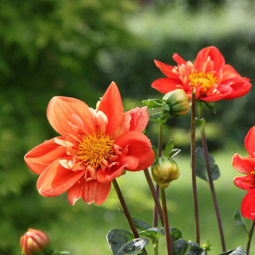 Halskrausen-Dahlie Alstergruss (Blüte)