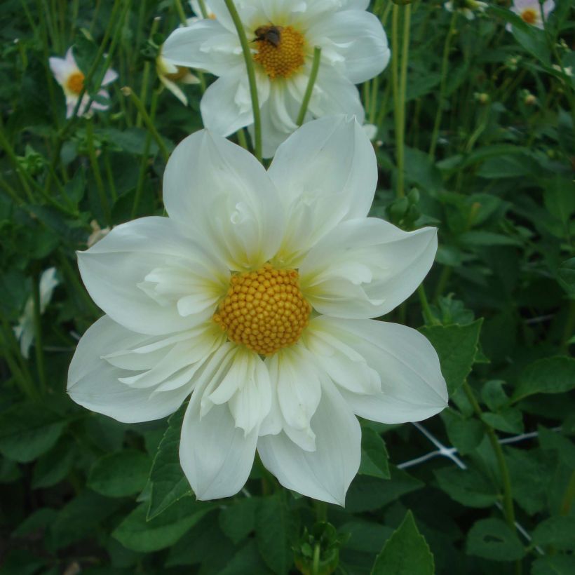 Halskrausen-Dahlie Twyning's White Chocolate (Blüte)