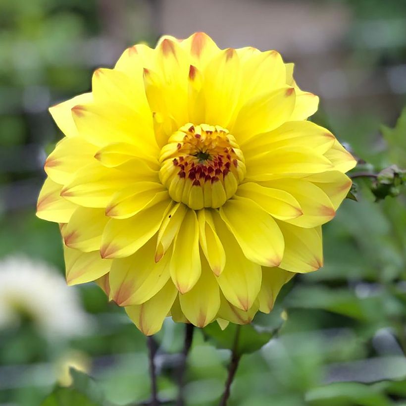 Schmuck-Dahlie Parasol (Blüte)