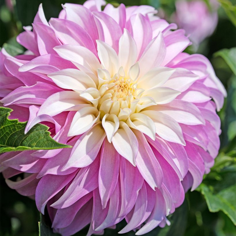 Schmuck-Dahlie Pink Petticoat (Blüte)