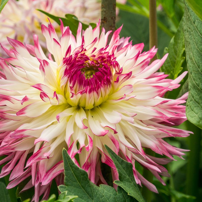 Schmuck-Dahlie Caproz Josephine (Blüte)