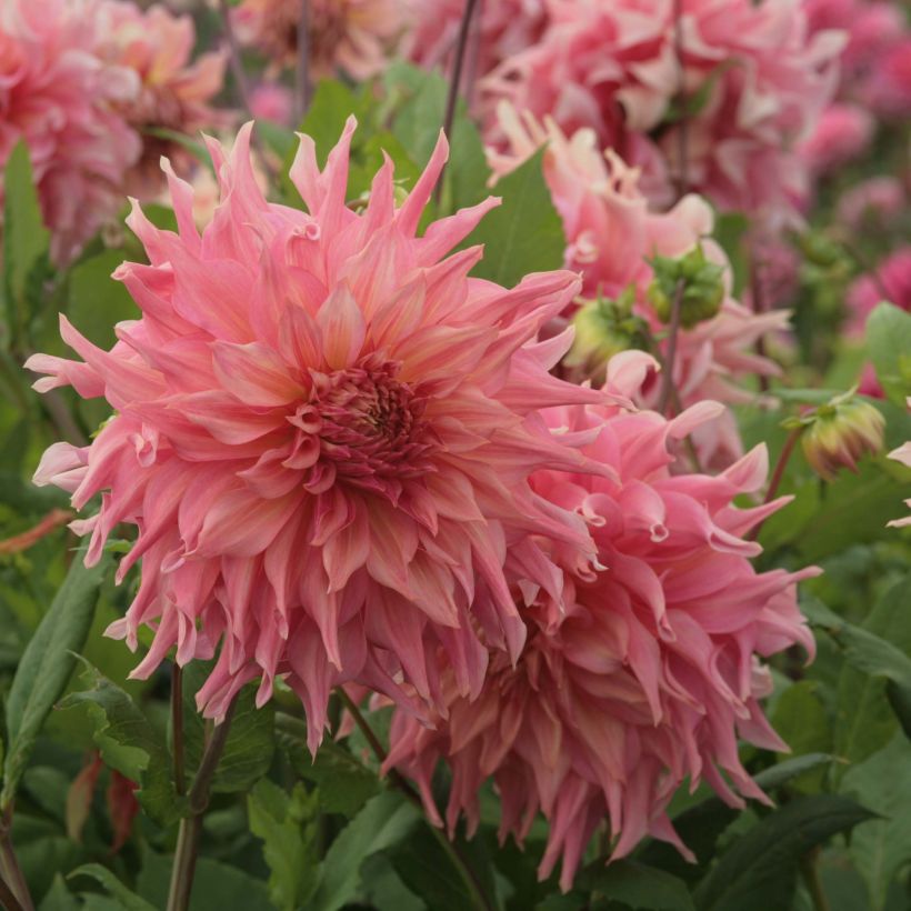 Riesenblütige Dahlie Penhill Watermelon (Blüte)