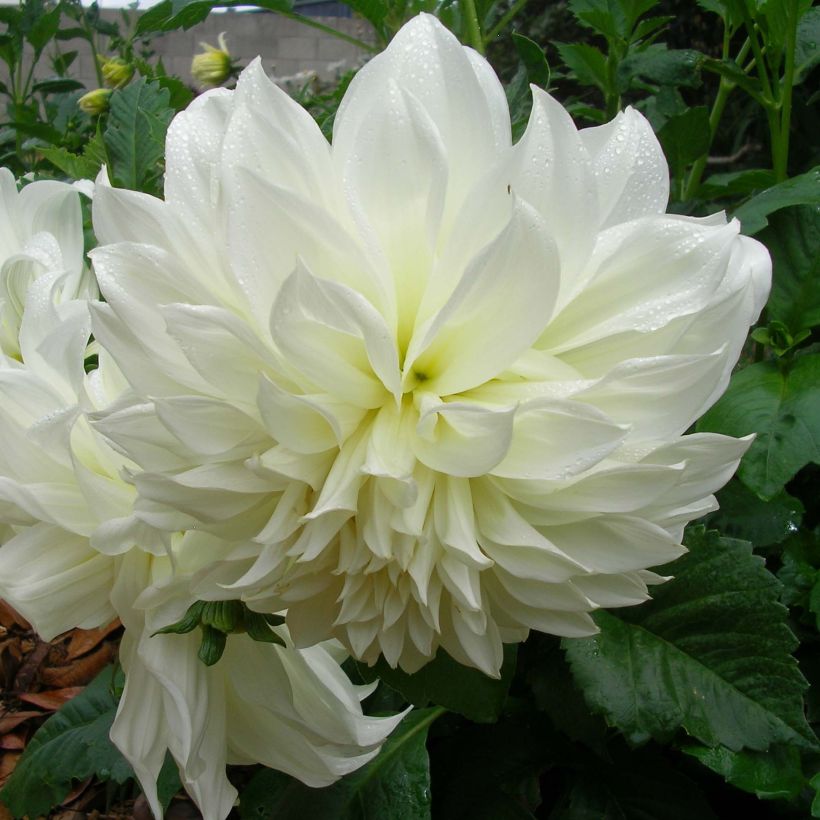 Riesenblütige Dahlie Fleurel (Blüte)