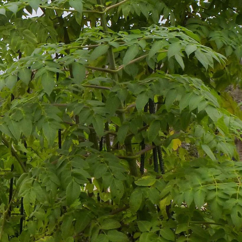 Dahlia imperialis - Baumdahlie (Laub)