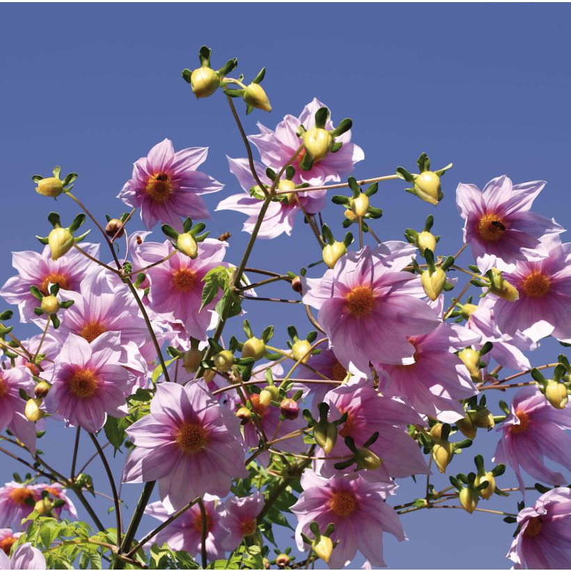 Dahlia imperialis - Baumdahlie (Blüte)