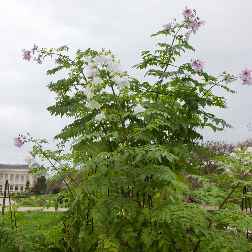 Dahlia imperialis - Baumdahlie (Hafen)