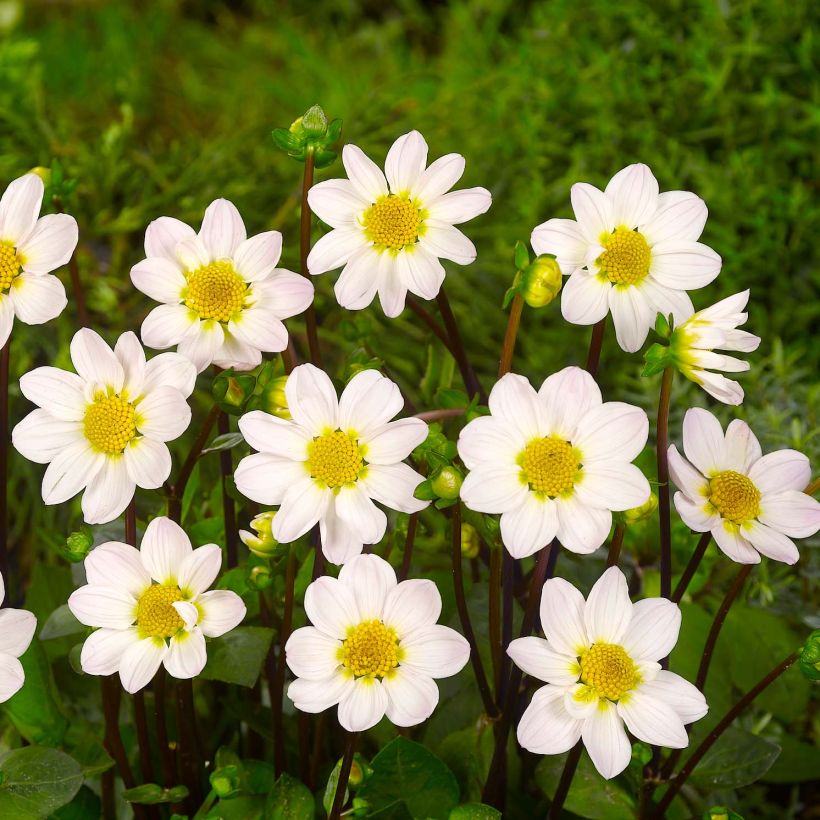 Zwerg-Dahlie Topmix White (Blüte)