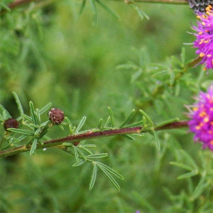 Dalea purpurea Stephanie - Roter Prärieklee (Laub)