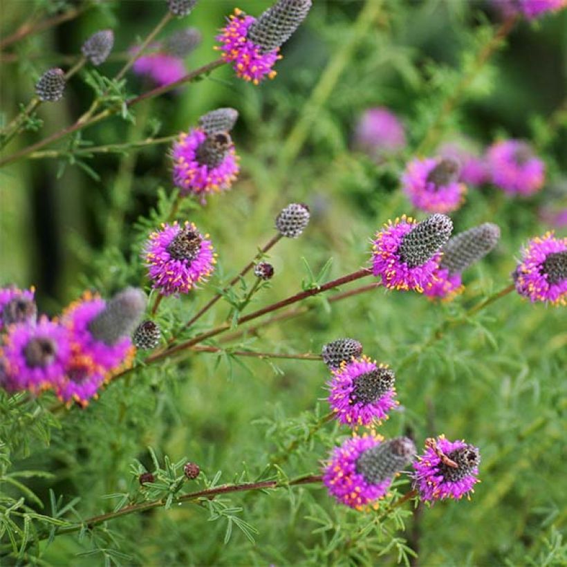 Dalea purpurea Stephanie - Roter Prärieklee (Blüte)