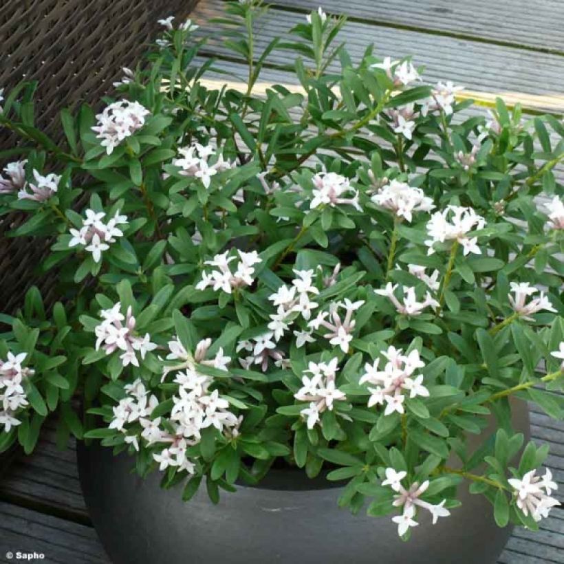 Seidelbast Eternal Fragrance - Daphne transatlantica (Hafen)