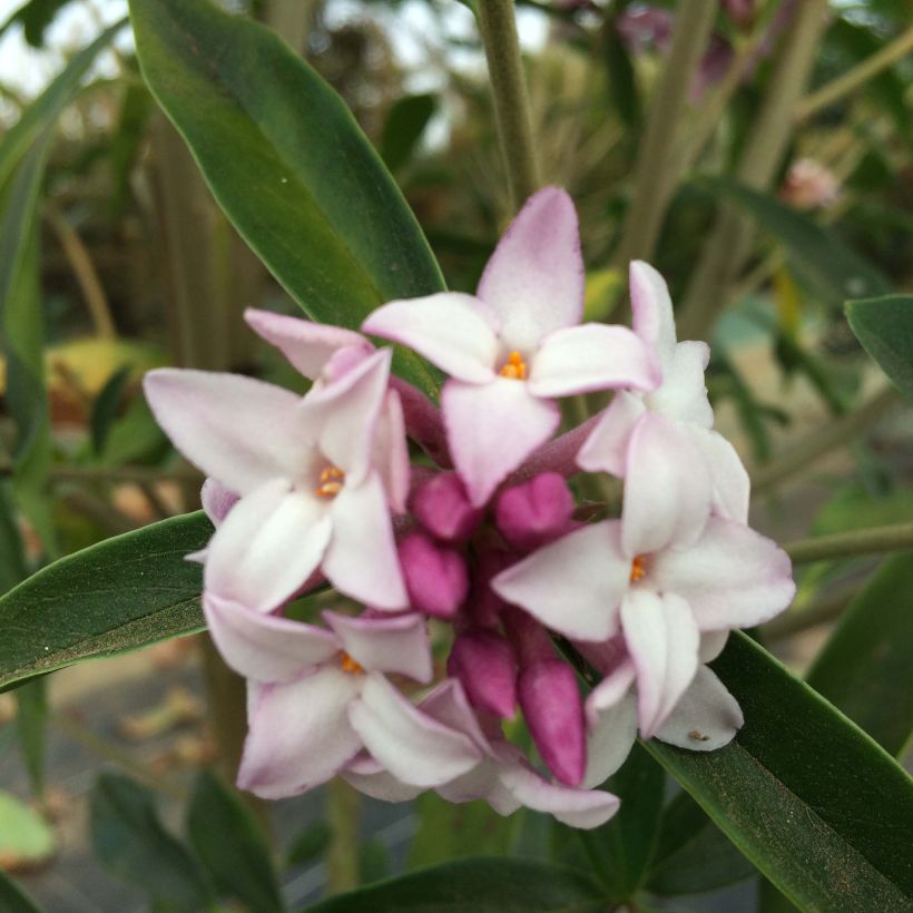 Seidelbast Spring Beauty - Daphne (Blüte)