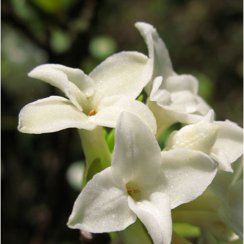 Seidelbast White Queen - Daphne (Blüte)