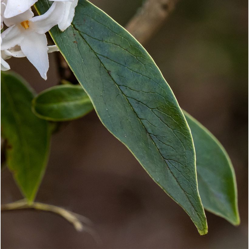 Seidelbast White Queen - Daphne (Laub)