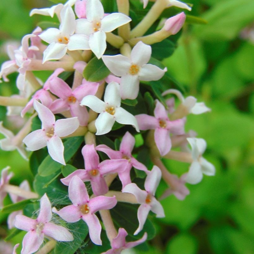 Daphne burkwoodii Somerset - Seidelbast (Blüte)