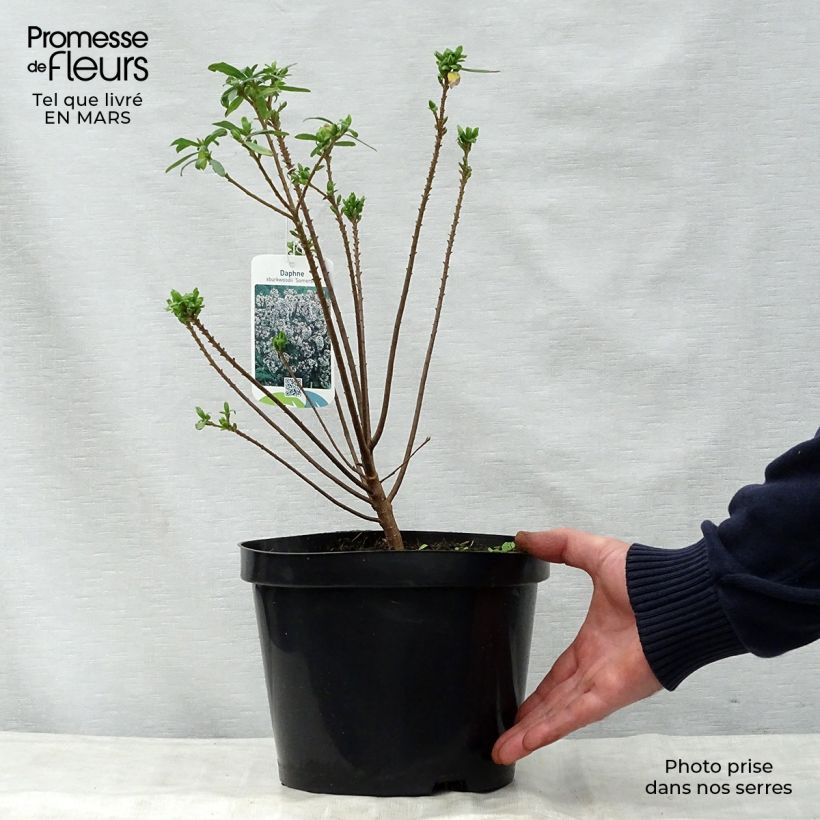 Exemplar von Daphne burkwoodii Somerset - Bois joli Pot de 4L/5L wie im Frühjahr geliefert