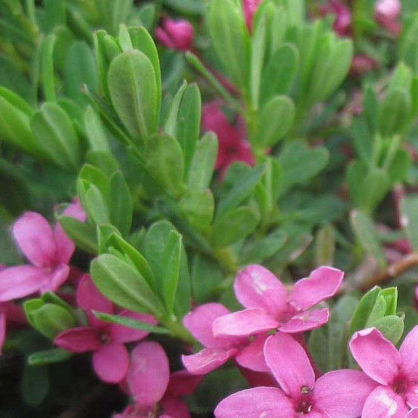 Daphne cneorum - Rosmarin-Seidelbast (Laub)