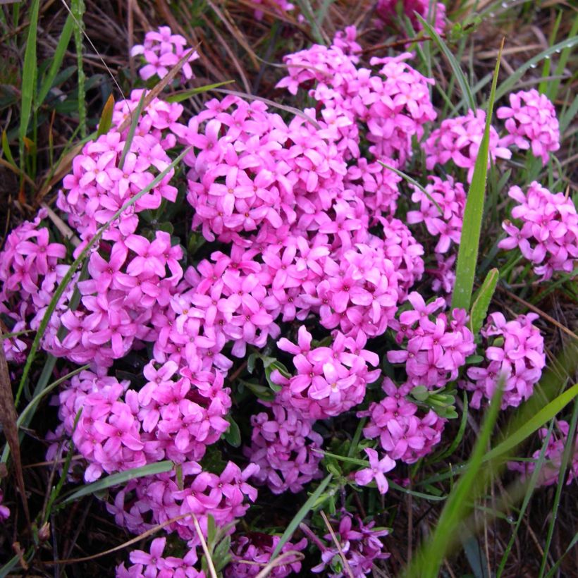 Daphne cneorum - Rosmarin-Seidelbast (Blüte)