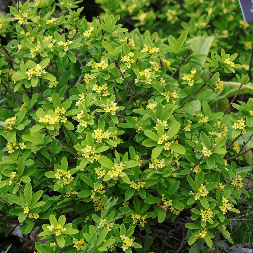 Daphne gemmata Royal Crown - Seidelbast (Hafen)