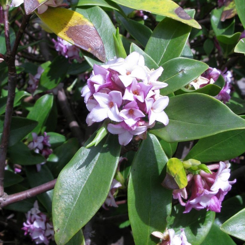 Seidelbast - Daphne odora (Blüte)