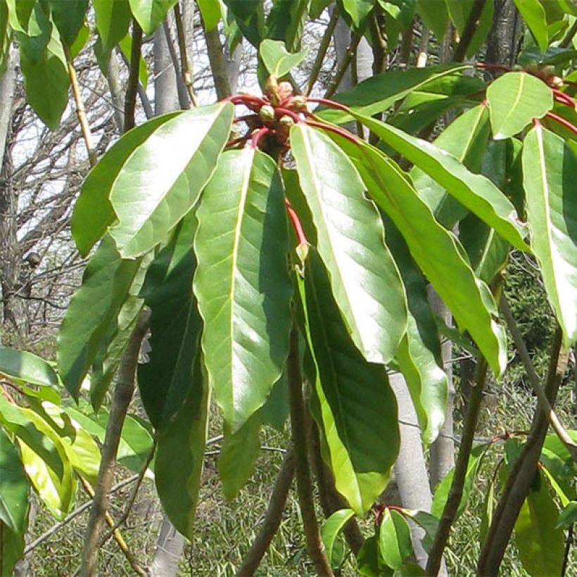 Daphniphyllum himalayense subsp. macropodum - Chinesischer Scheinlorbeer (Laub)