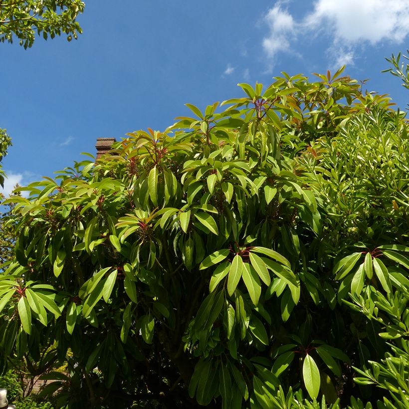 Daphniphyllum himalayense subsp. macropodum - Chinesischer Scheinlorbeer (Hafen)