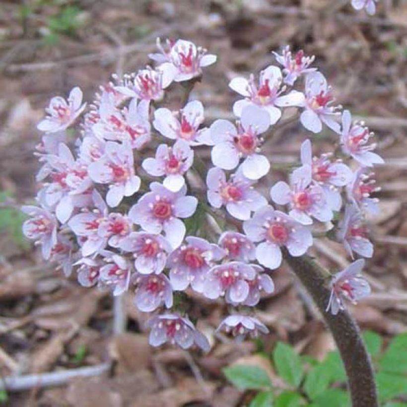 Darmera peltata - Schildblatt (Blüte)